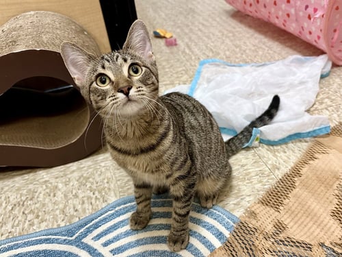 HARLEQUIN - Domestic Short Hair available for adoption