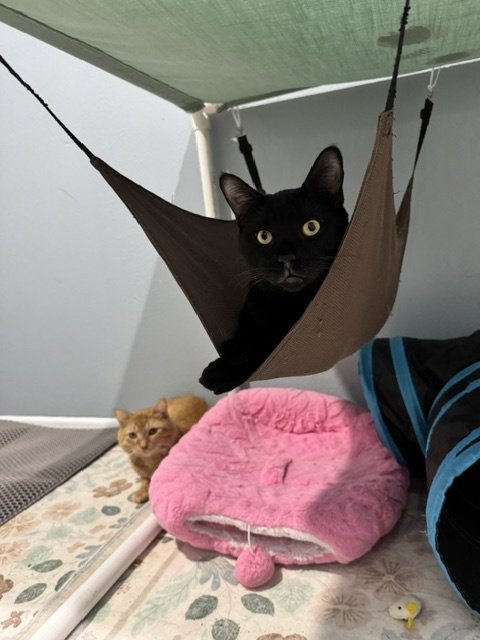 DRIVER - Domestic Short Hair available for adoption