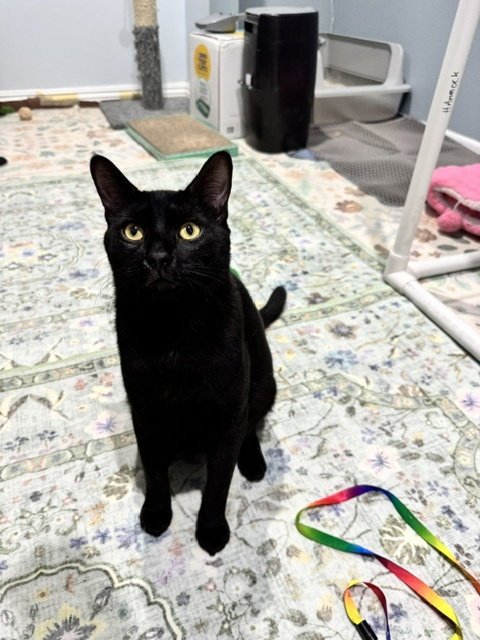 DRIVER - Domestic Short Hair available for adoption