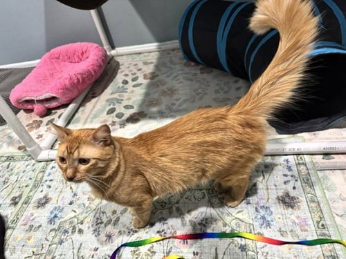 IRON - Domestic Medium Hair available for adoption