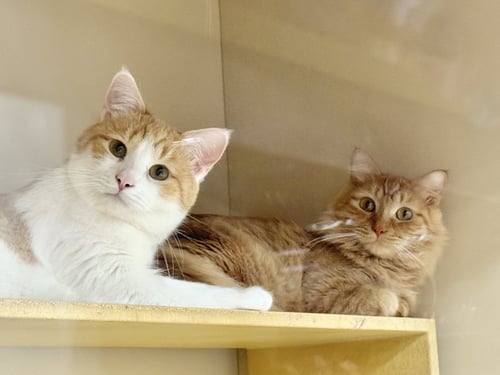 IRON - Domestic Medium Hair available for adoption
