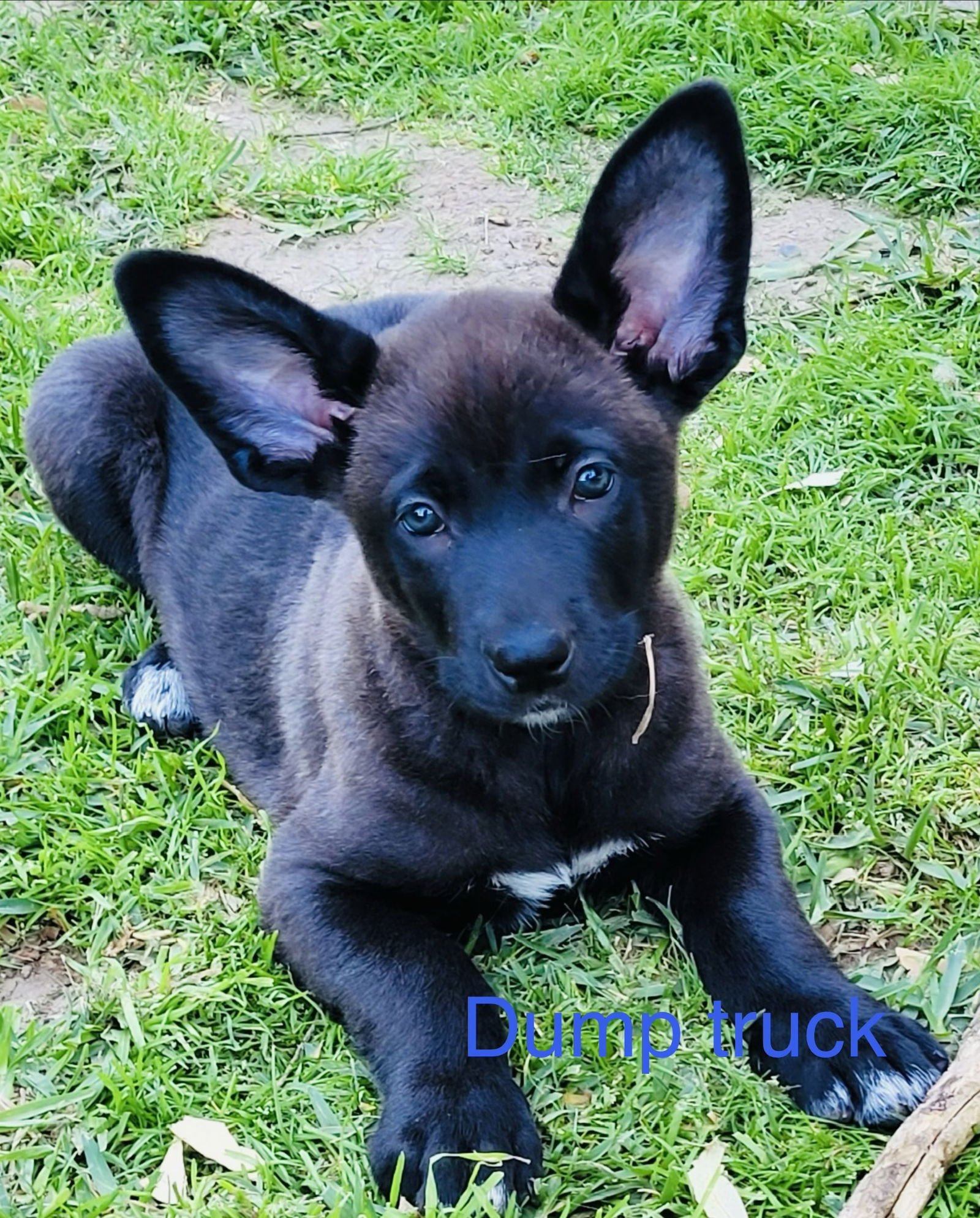 DUMPTRUCK - Labrador Retriever / German Shepherd Dog available for adoption