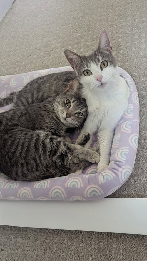 NESSA - Domestic Short Hair available for adoption