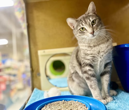 NESSA - Domestic Short Hair available for adoption