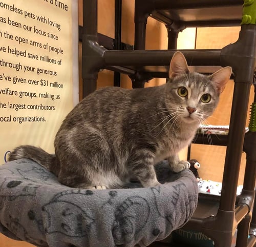NESSA - Domestic Short Hair available for adoption