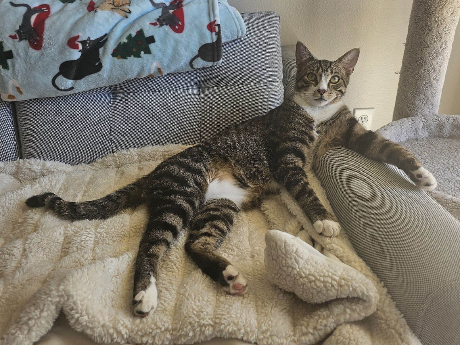 LINDT - Domestic Short Hair available for adoption