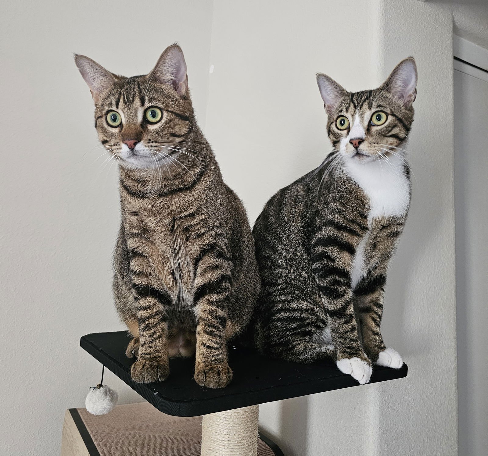 LINDT - Domestic Short Hair available for adoption
