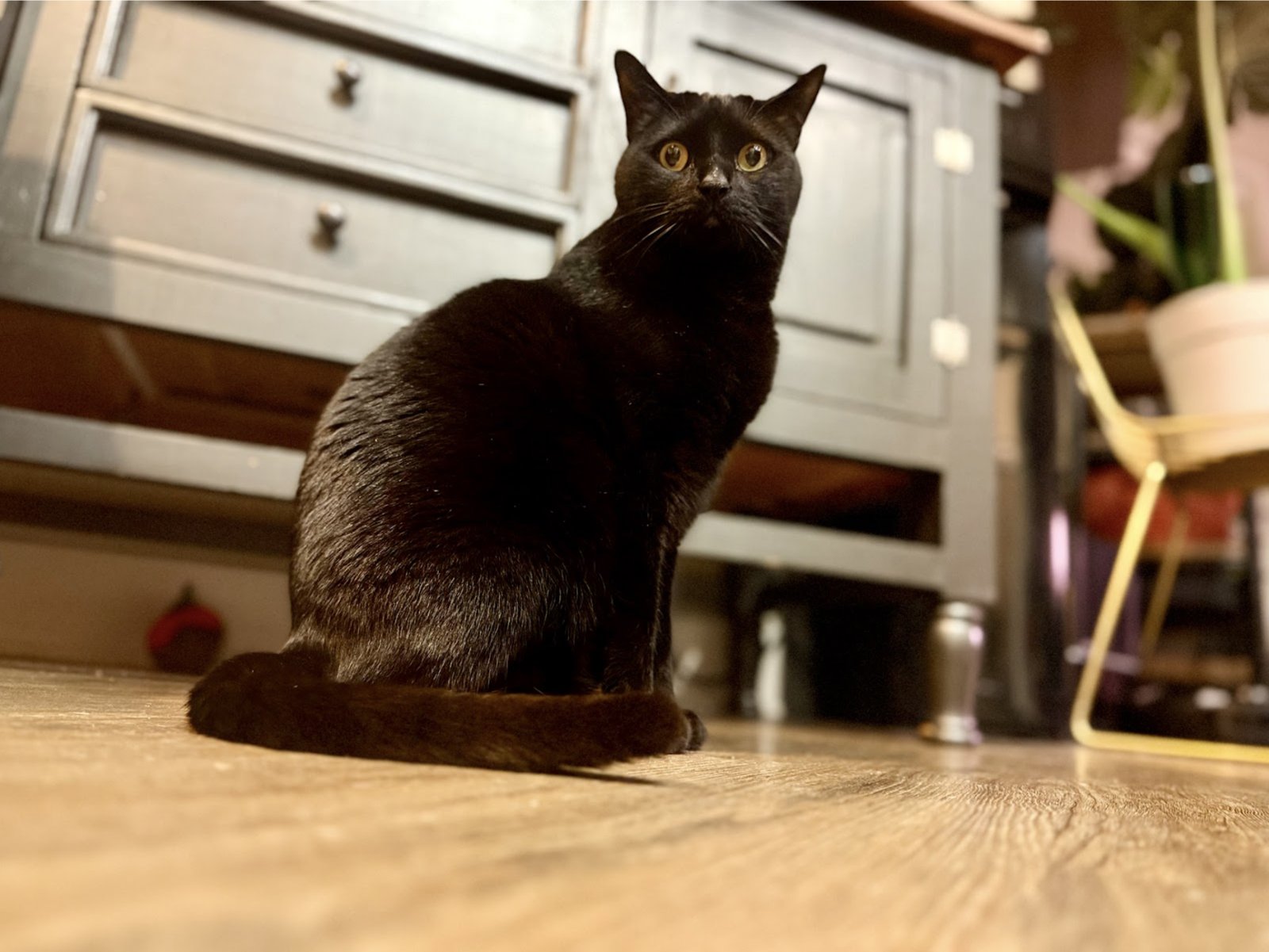 PALMER - Domestic Short Hair available for adoption