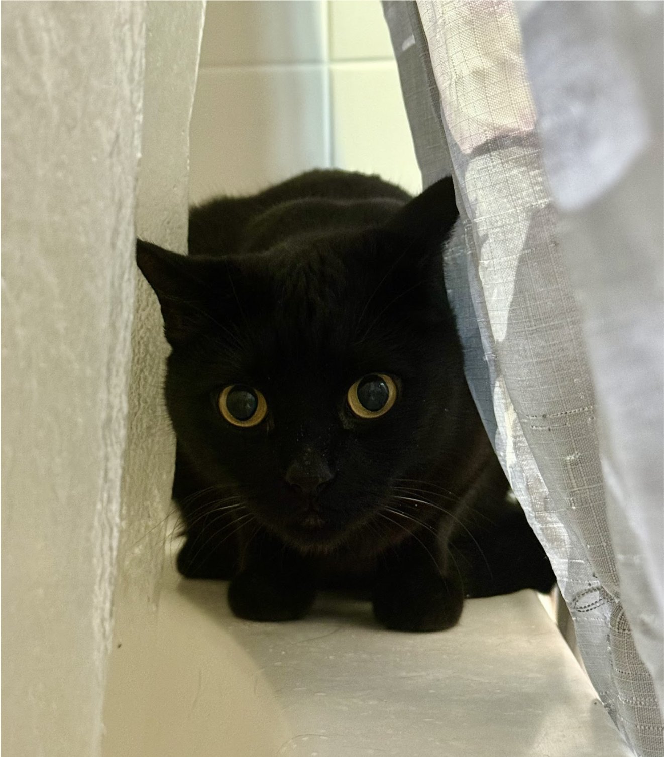 PALMER - Domestic Short Hair available for adoption