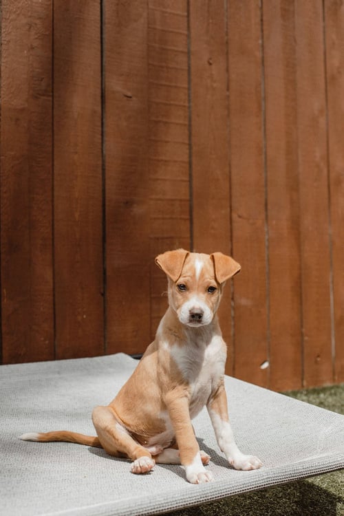 MULLIGAN - Terrier available for adoption