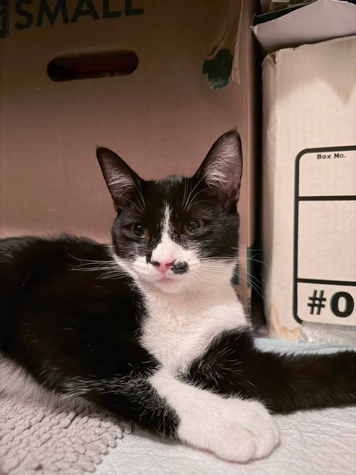 MJ - Domestic Short Hair for adoption in Irvine