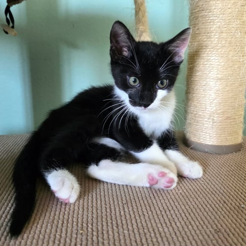 JAFAR - Domestic Short Hair available for adoption