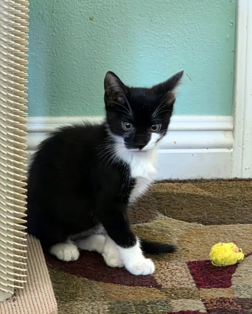 JAFAR - Domestic Short Hair available for adoption