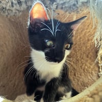 Jafar - Photo 3