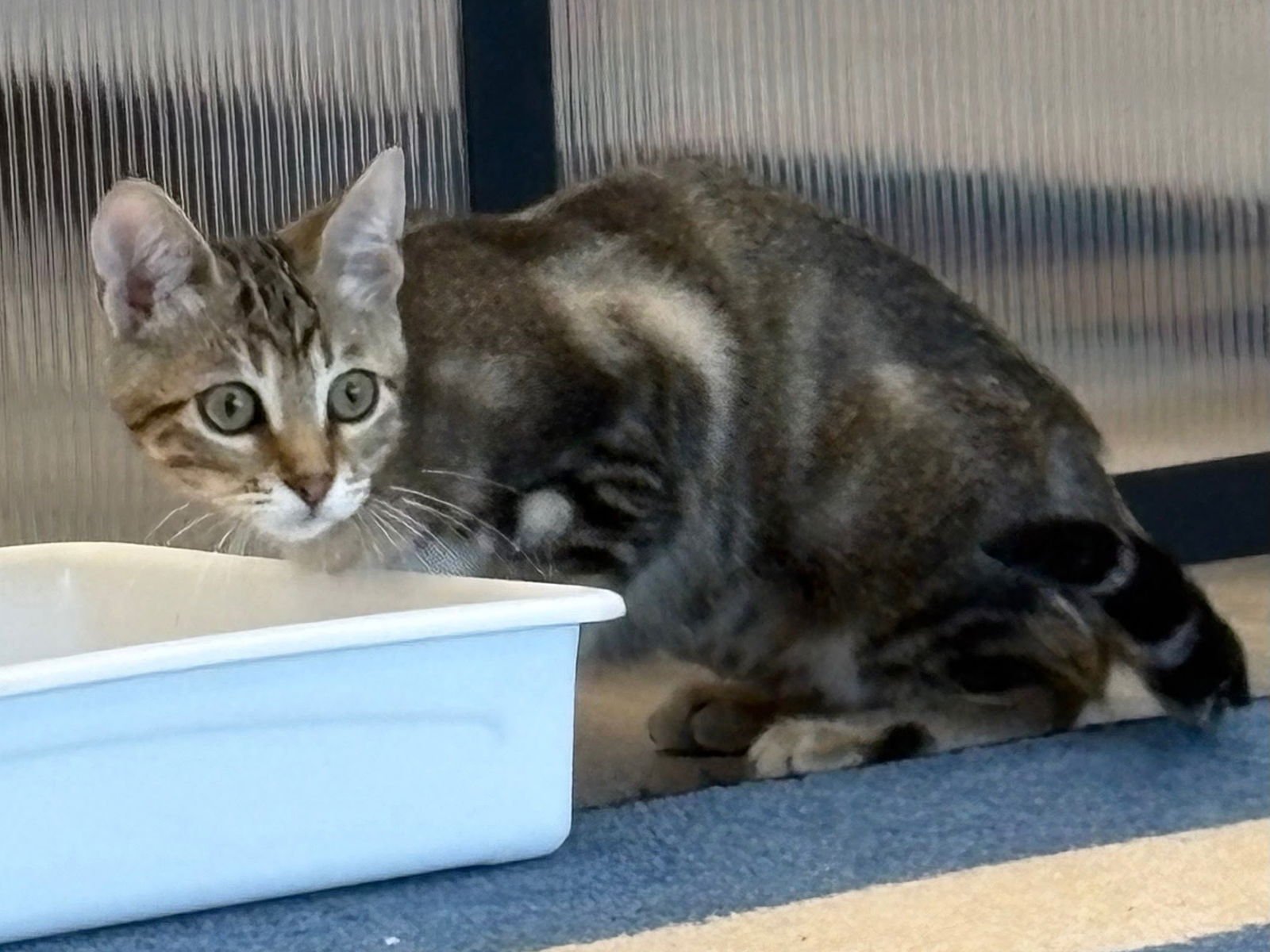 TERIYAKI - Domestic Short Hair available for adoption