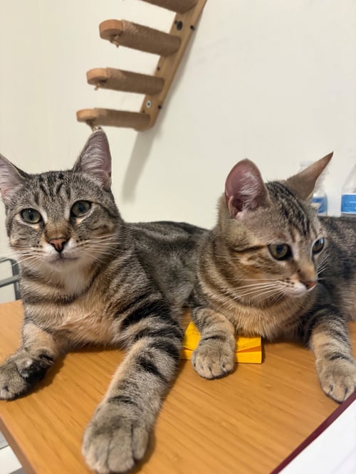 TERIYAKI - Domestic Short Hair available for adoption