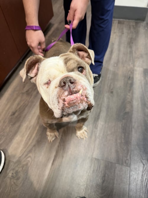 CHEESEBURGER - English Bulldog available for adoption