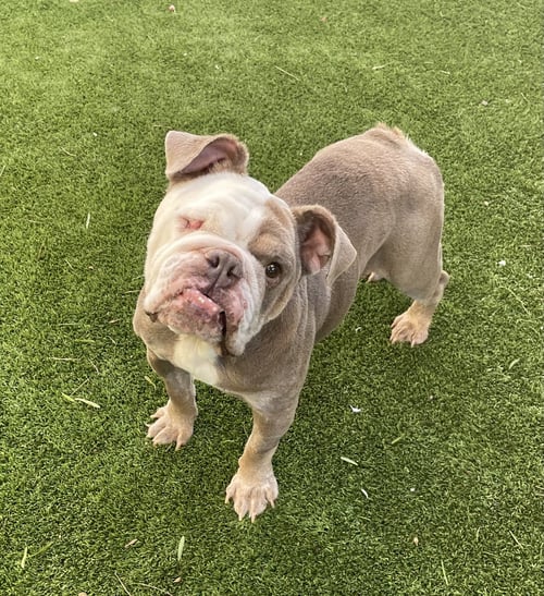 CHEESEBURGER - English Bulldog available for adoption