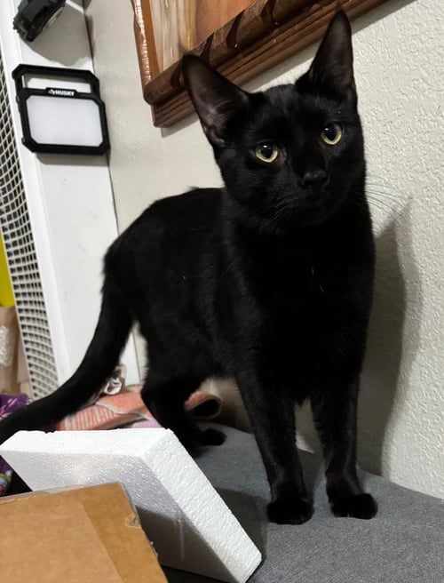ALPHONSE - Domestic Short Hair available for adoption