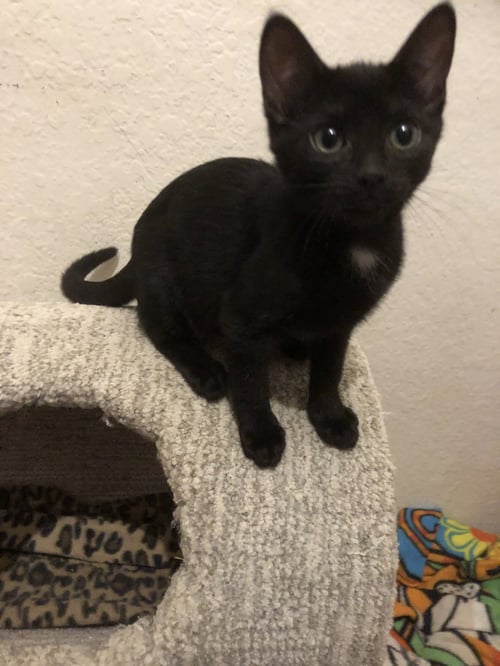 CINDY BRADY - Domestic Short Hair available for adoption