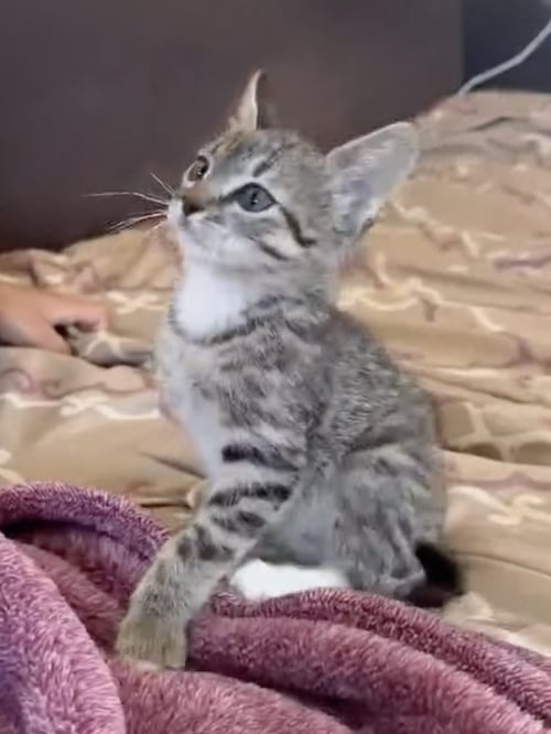 MARTI - Domestic Short Hair available for adoption