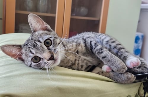 MARTI - Domestic Short Hair available for adoption