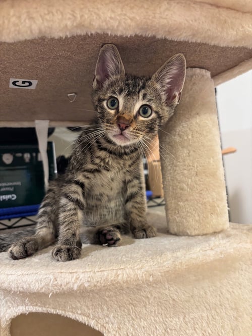 CARMY - Domestic Short Hair available for adoption