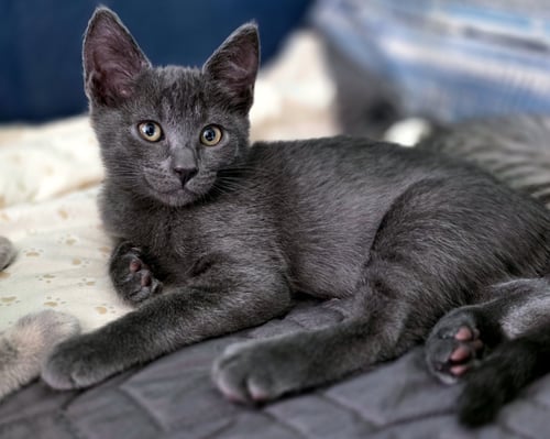 NACHO CHEESE - Domestic Short Hair for adoption in Irvine