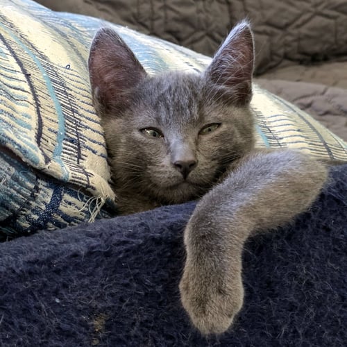 NACHO CHEESE - Domestic Short Hair available for adoption