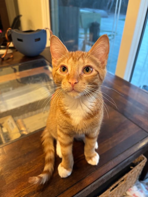 HUMAN TORCH - Domestic Short Hair available for adoption