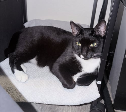 LILLY - Domestic Short Hair available for adoption