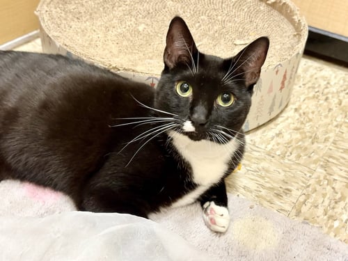 LILLY - Domestic Short Hair available for adoption