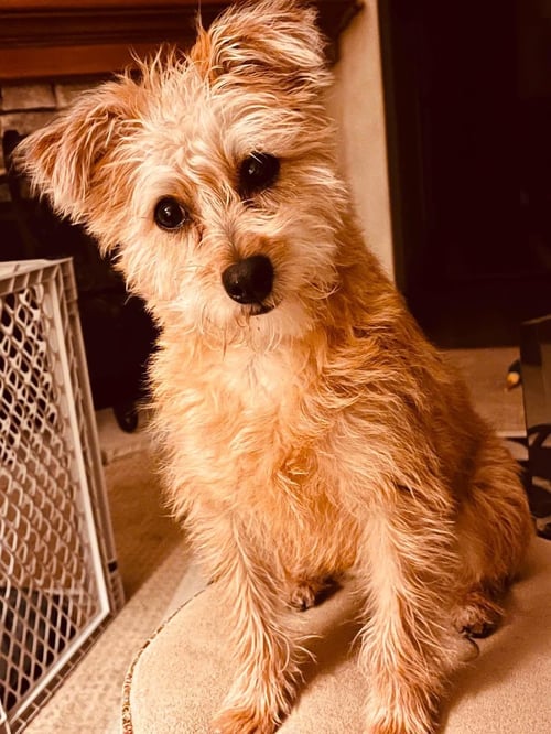 NACHOS BEL GRANDE - Terrier available for adoption