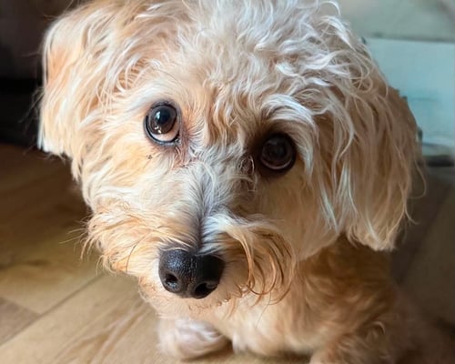 NACHOS BEL GRANDE - Terrier available for adoption