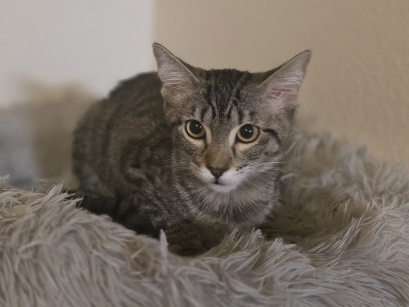 THRIANTRA - Domestic Short Hair available for adoption