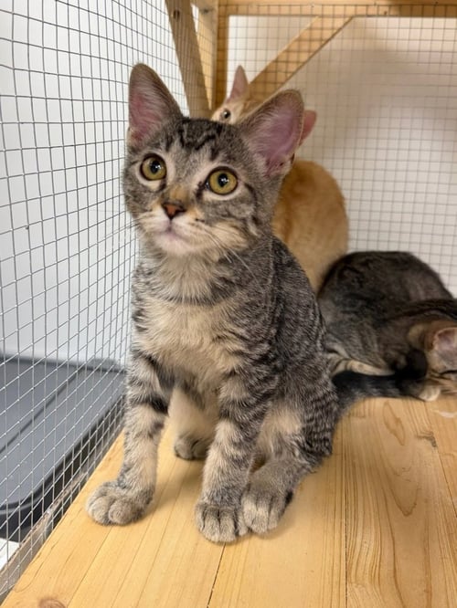 NAVEL - Domestic Short Hair available for adoption