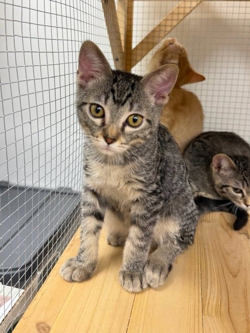 NAVEL - Domestic Short Hair for adoption in Irvine