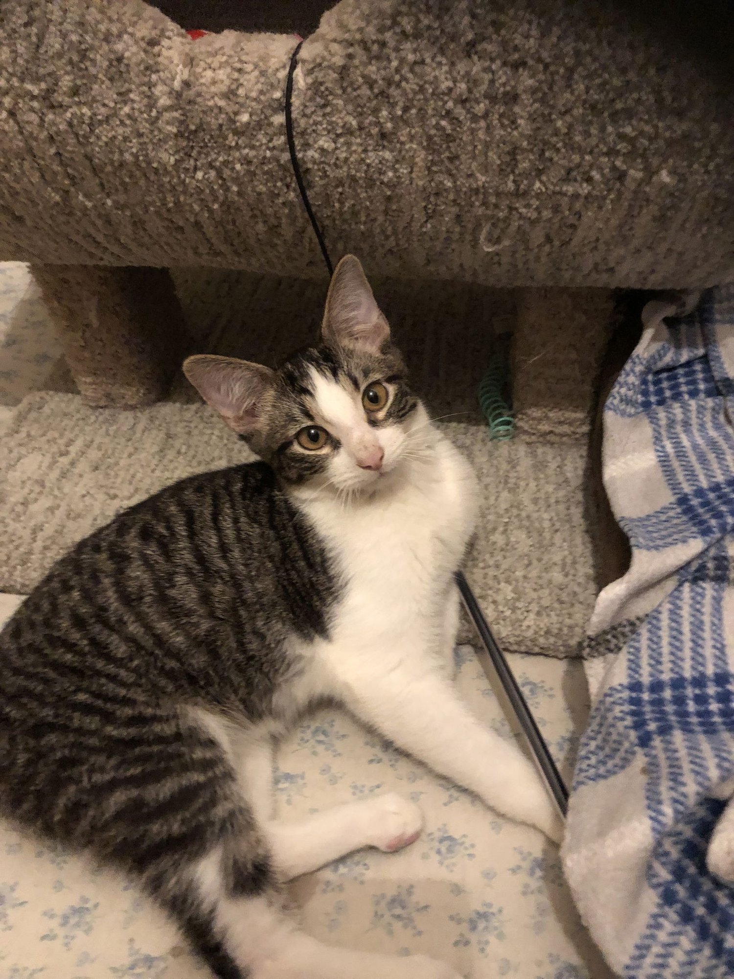 SINE - Domestic Short Hair available for adoption