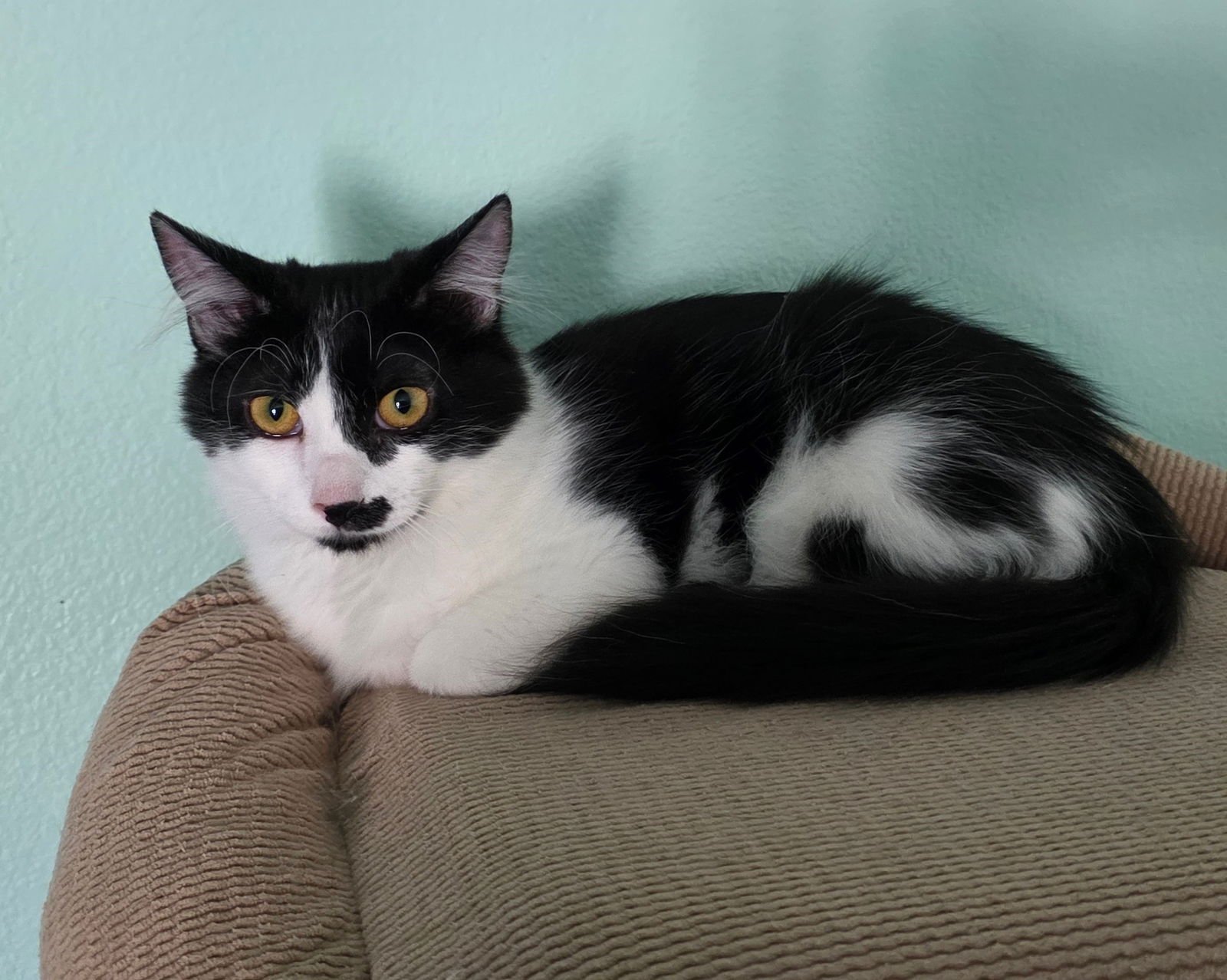 XBOX - Domestic Medium Hair available for adoption