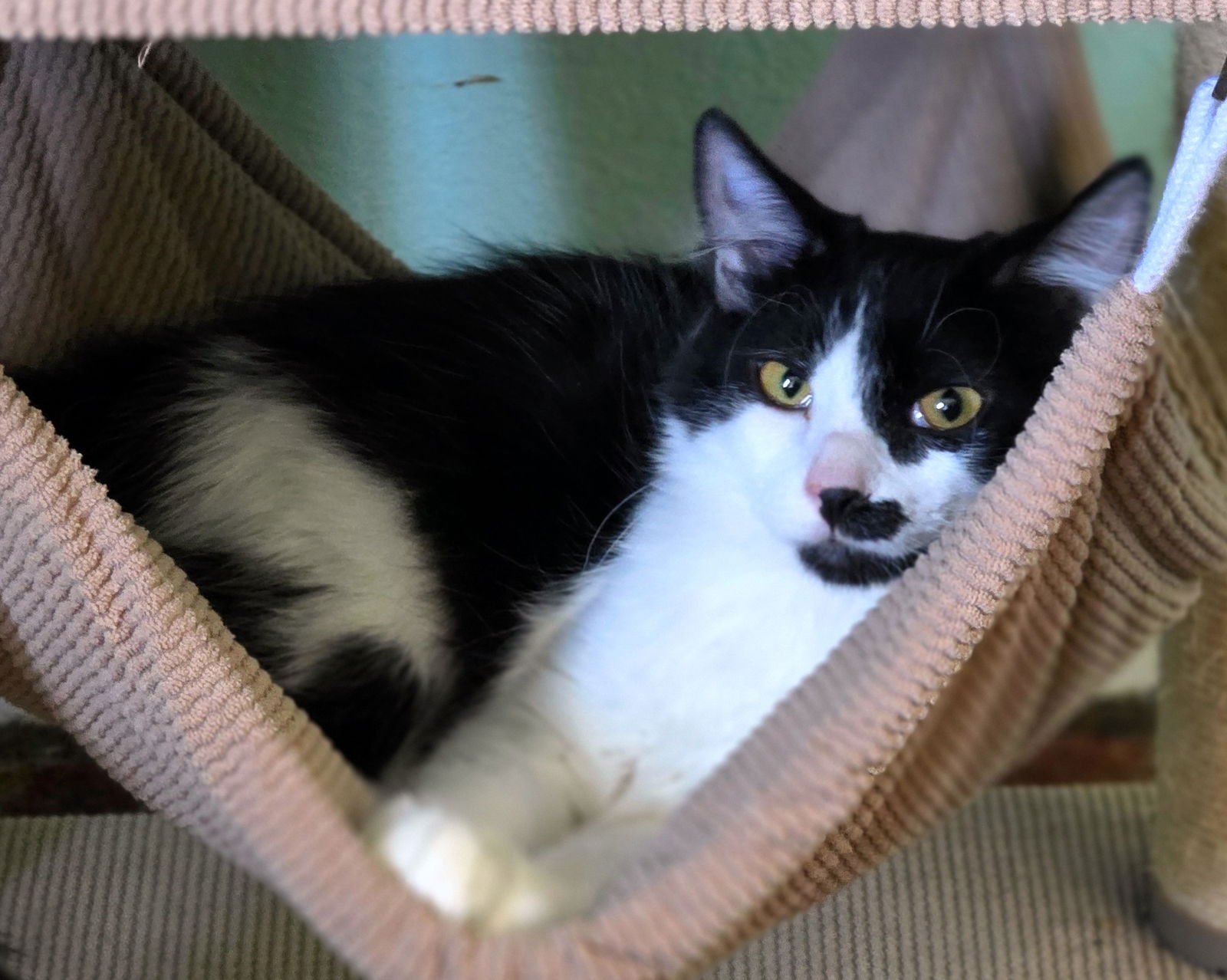 XBOX - Domestic Medium Hair available for adoption