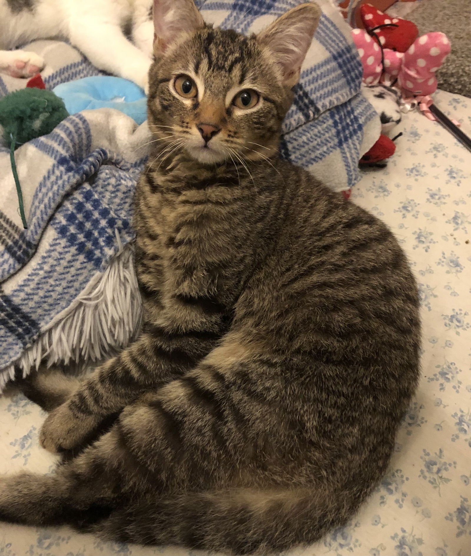 TANGENT - Domestic Short Hair available for adoption