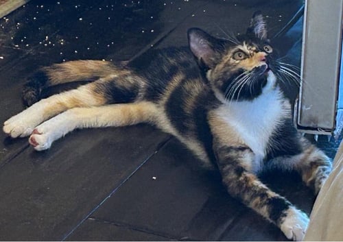 TWINKIE - Domestic Short Hair for adoption in Irvine
