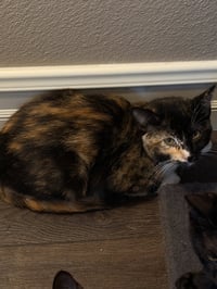 Twinkie - Photo 3