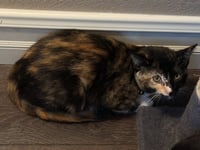Twinkie - Photo 2