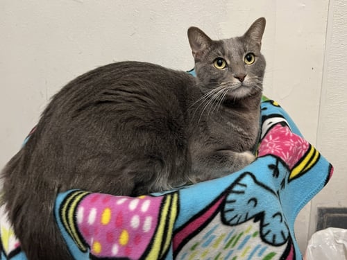MEENY - Domestic Short Hair available for adoption