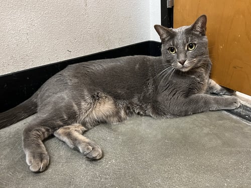 MEENY - Domestic Short Hair available for adoption