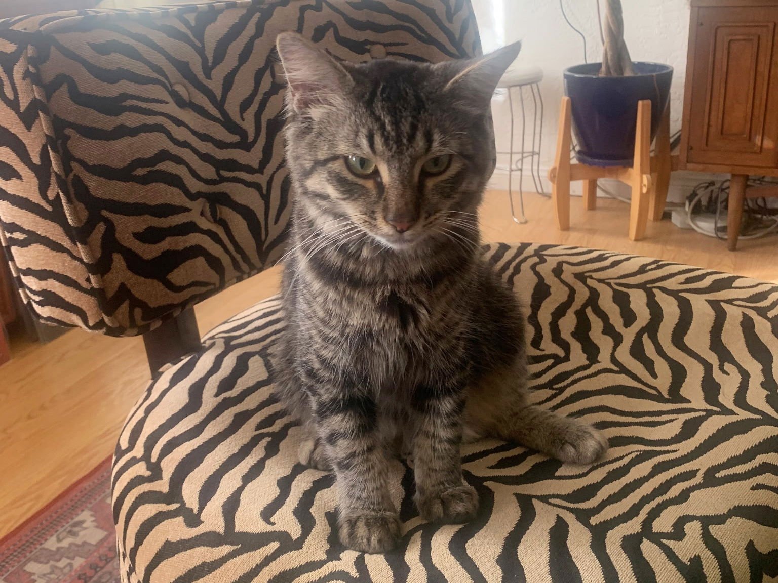 GADGET - Domestic Medium Hair available for adoption