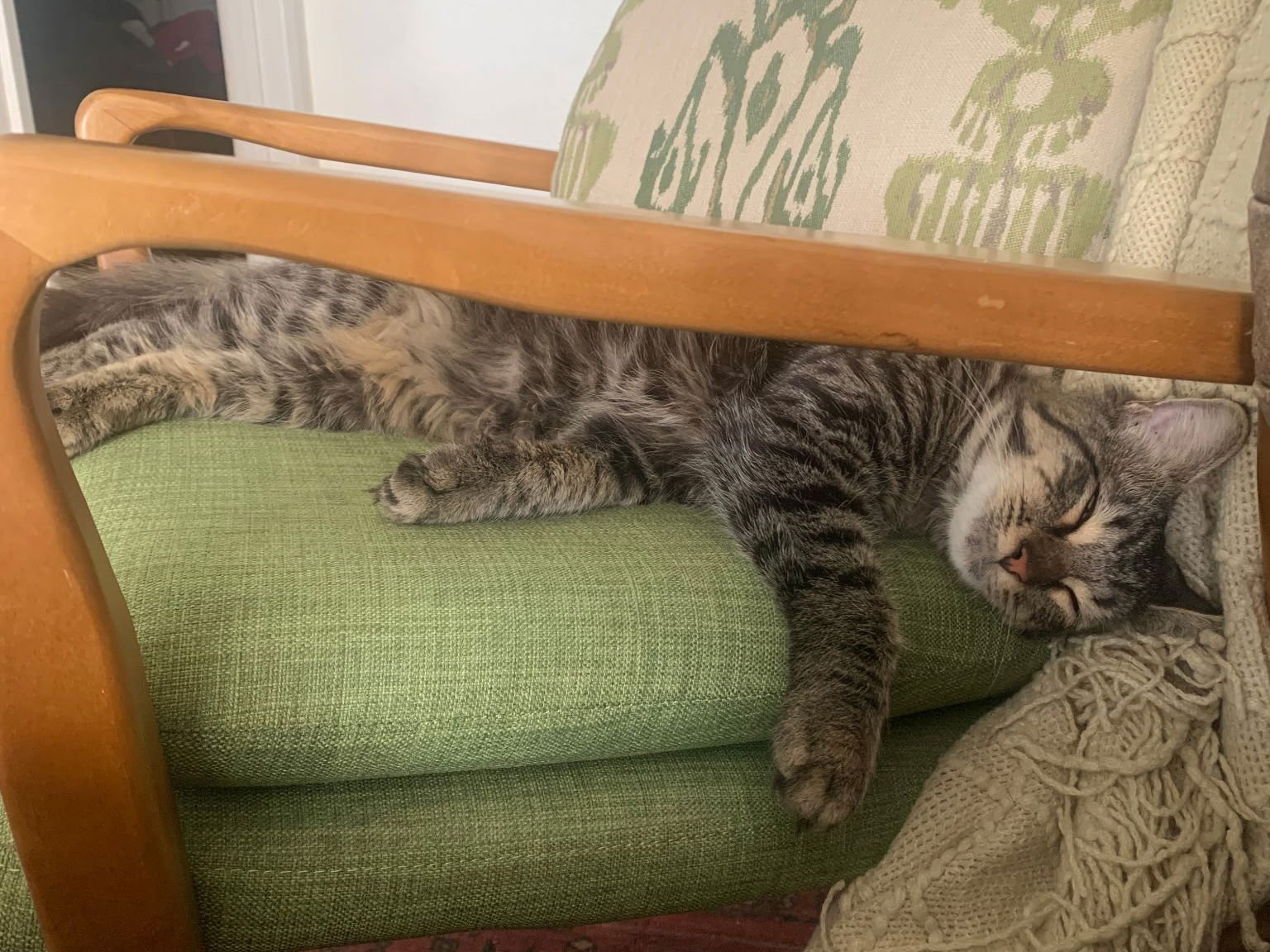 GADGET - Domestic Medium Hair available for adoption