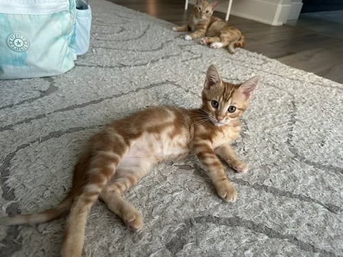 BOONE - Domestic Short Hair available for adoption