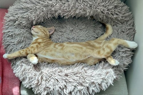 BOONE - Domestic Short Hair available for adoption